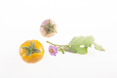 Thai Round Violet
